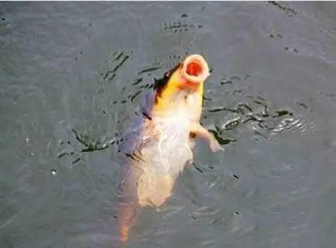 四海钓鱼饵料配方,四海钓鱼小药配方