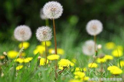 蒲公英不是一吹就散吗,蒲公英应该怎么用
