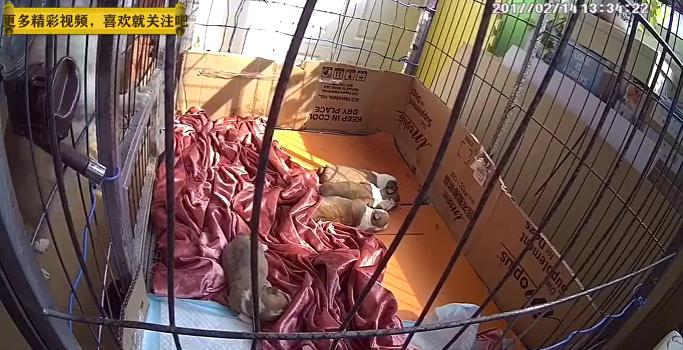 母狗第一次当妈妈的搞笑视频,母狗第一次当妈妈存活率