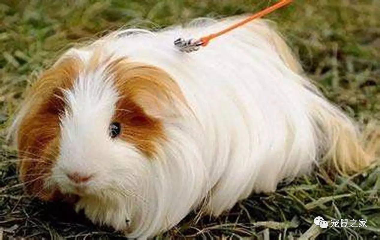 荷兰猪出门需要准备什么,荷兰猪可以独自待一个月