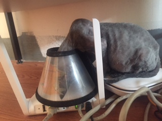 猫舍买的猫各种问题怎么办,猫舍里买的2个月幼猫靠谱吗