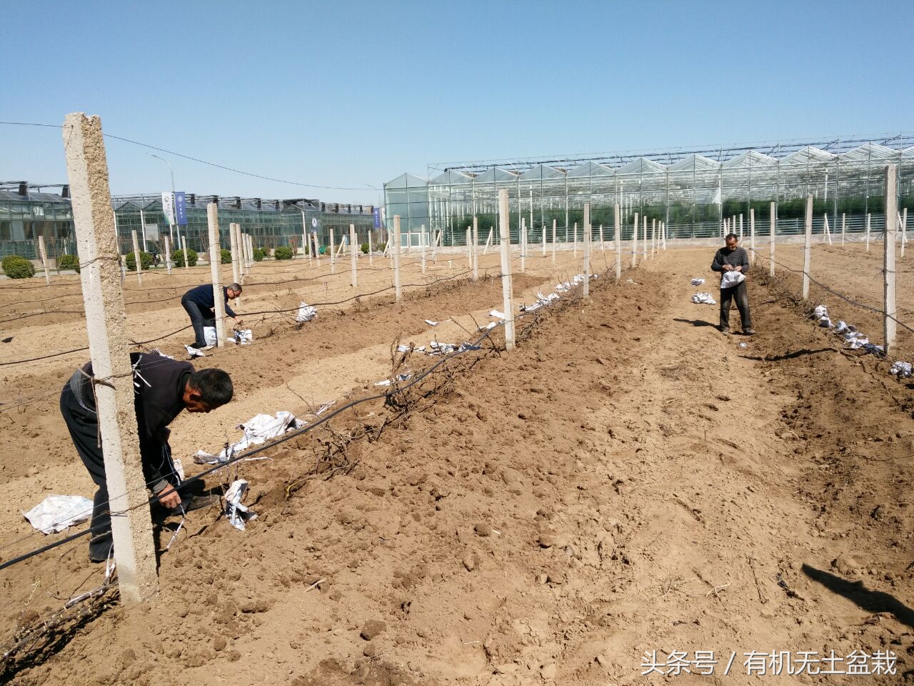 农村大爷靠种植致富,农村种树致富经历
