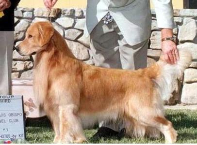 犬瘟和细小会同时得吗么？会交叉感染么？