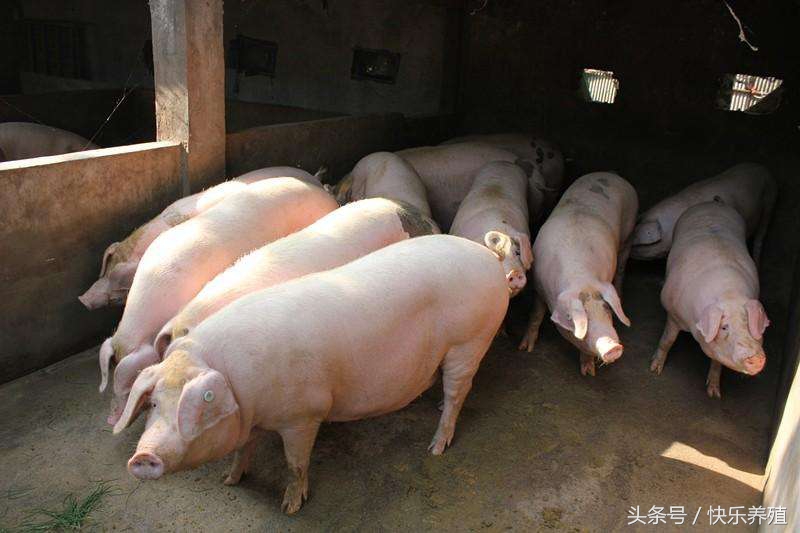 养猪基础知识养猪技术大全,养猪技术养什么品种的猪好