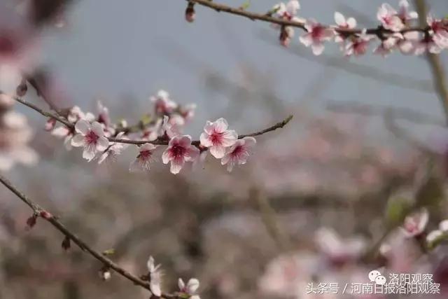 孟津桃花朵朵开，十里芳华等您来！