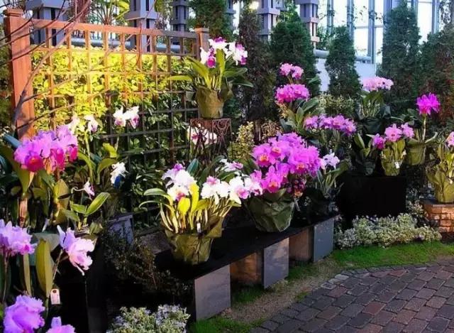 花店行业市场行情状况,开花店如何去看行业趋势