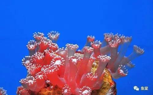 珊瑚发白是不是营养太低了,珊瑚的种类和长相
