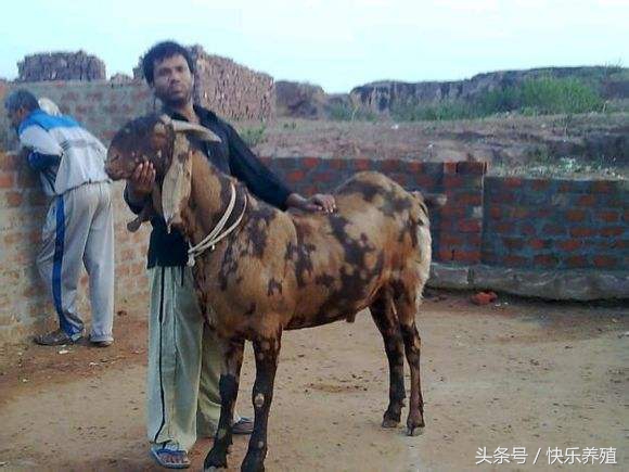 这种山羊体大赛牛犊，养羊户你见过吗？