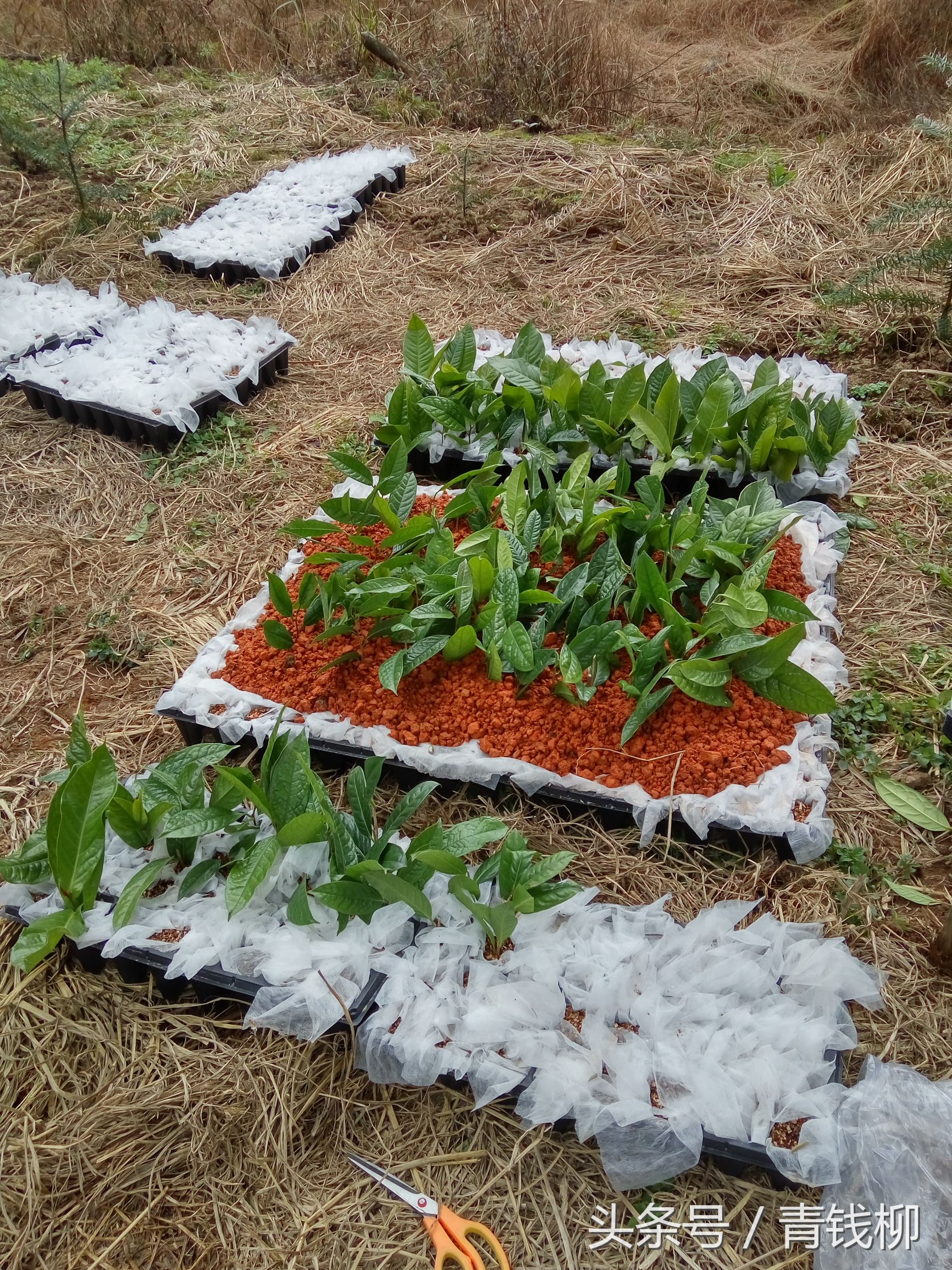 金花茶树苗扦插方法,金花茶嫁接与扦插哪个好