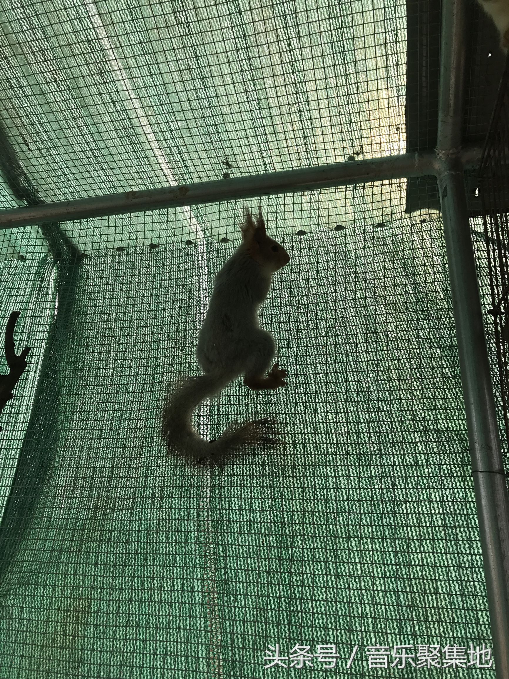 雪地松鼠哪种最漂亮,什么是最好的雪地松鼠