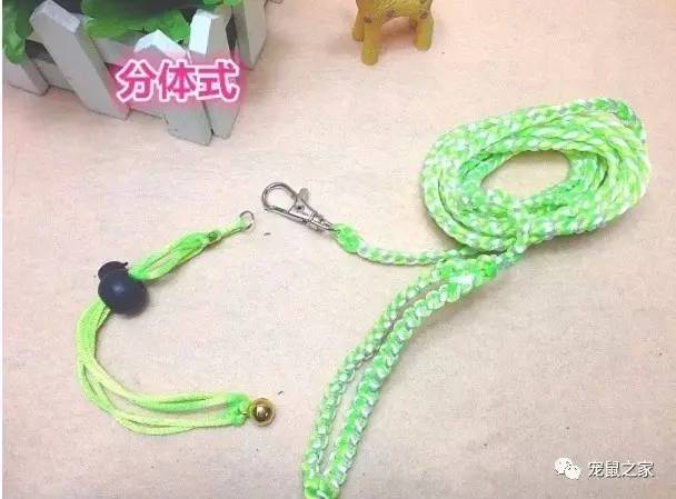 荷兰猪外出郊游,操心的事太多,其实只要做到这几点就可以了