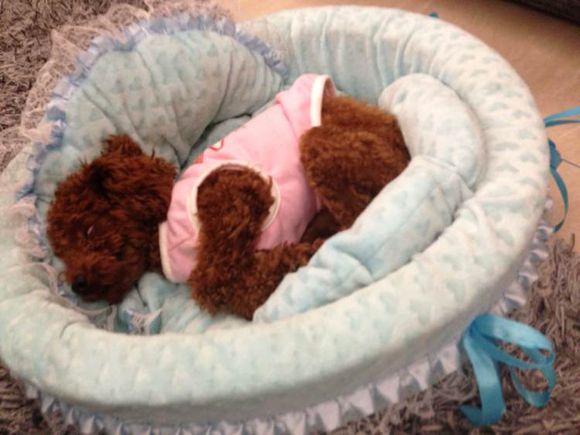 泰迪狗丢了找回来,泰迪狗丢了怎么找回来