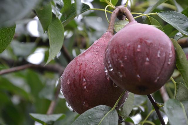 慢性咽炎吃什么水果最好,慢性咽炎吃什么水果有帮助