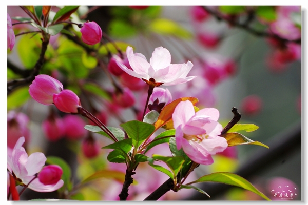西安牡丹苑花还开着没,西安垂丝海棠哪里有卖