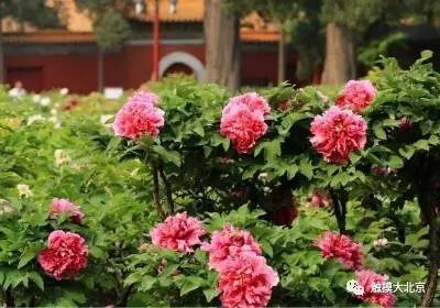 4月整整11天假！瓷器们，这些好消息请查收！