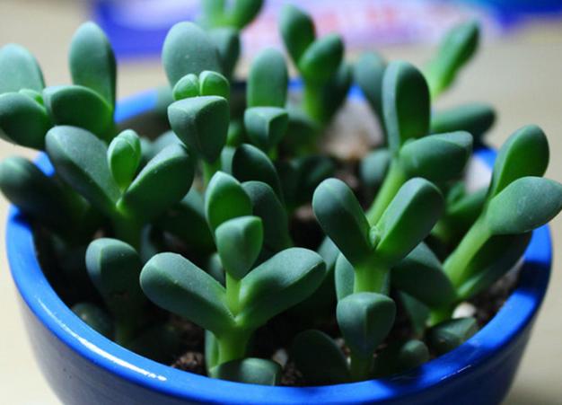 鹿角多肉的养殖方法和注意事项,鹿角多肉如何养殖视频