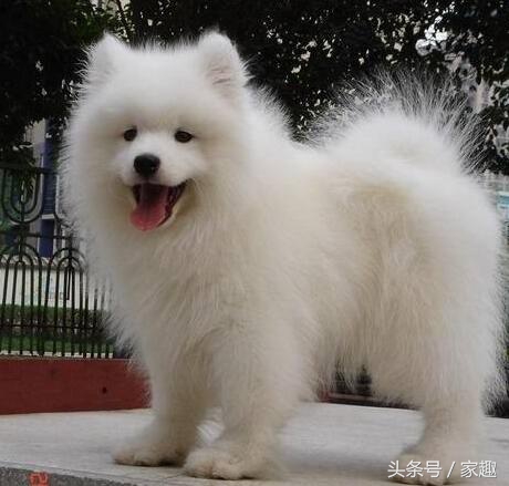 怎么分辨萨摩耶纯不纯,萨摩耶怎么鉴别纯不纯