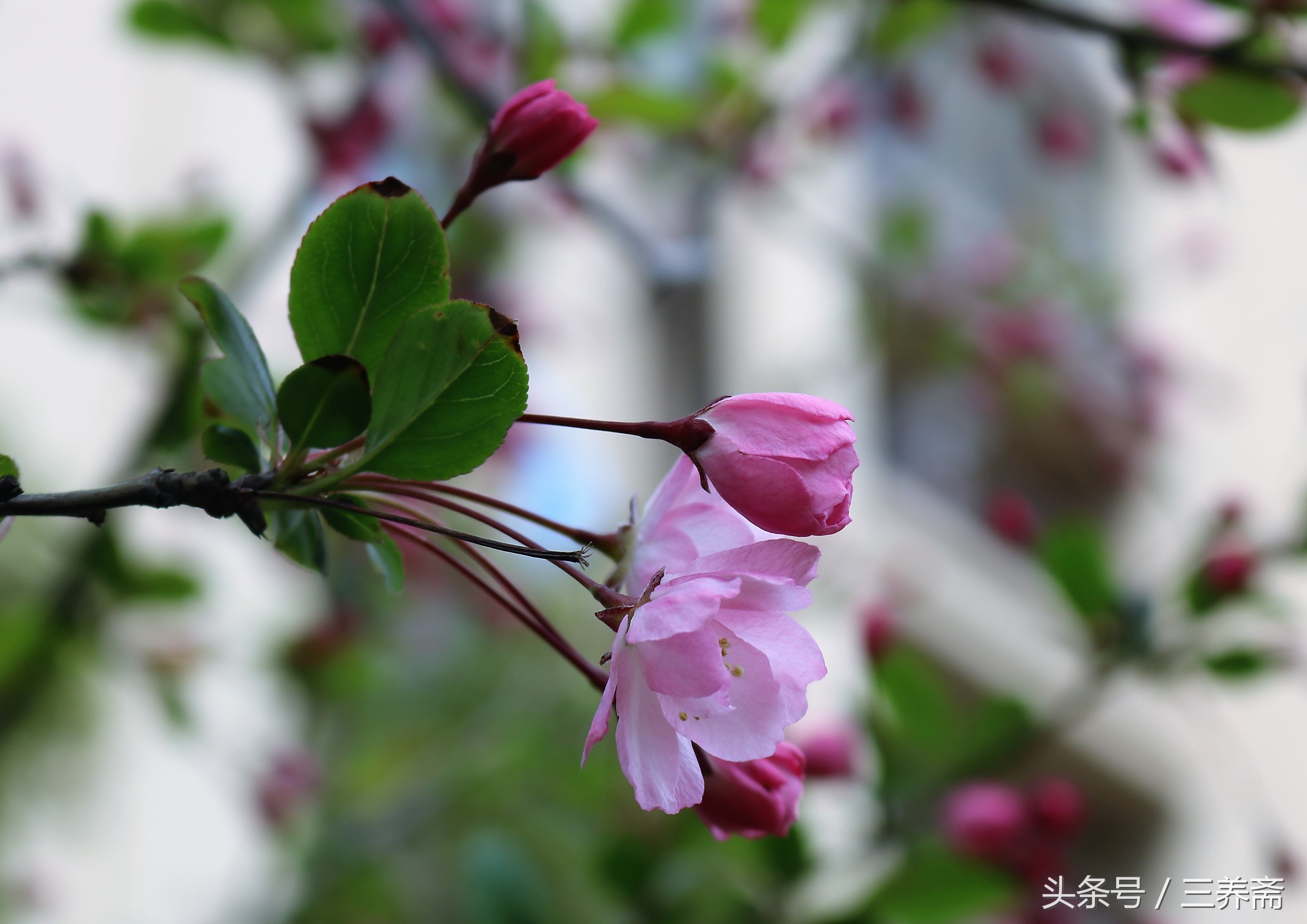 鏄嗗北涓鏍″洯椋庢櫙,鏄嗗北涓鏍″洯鏅壊