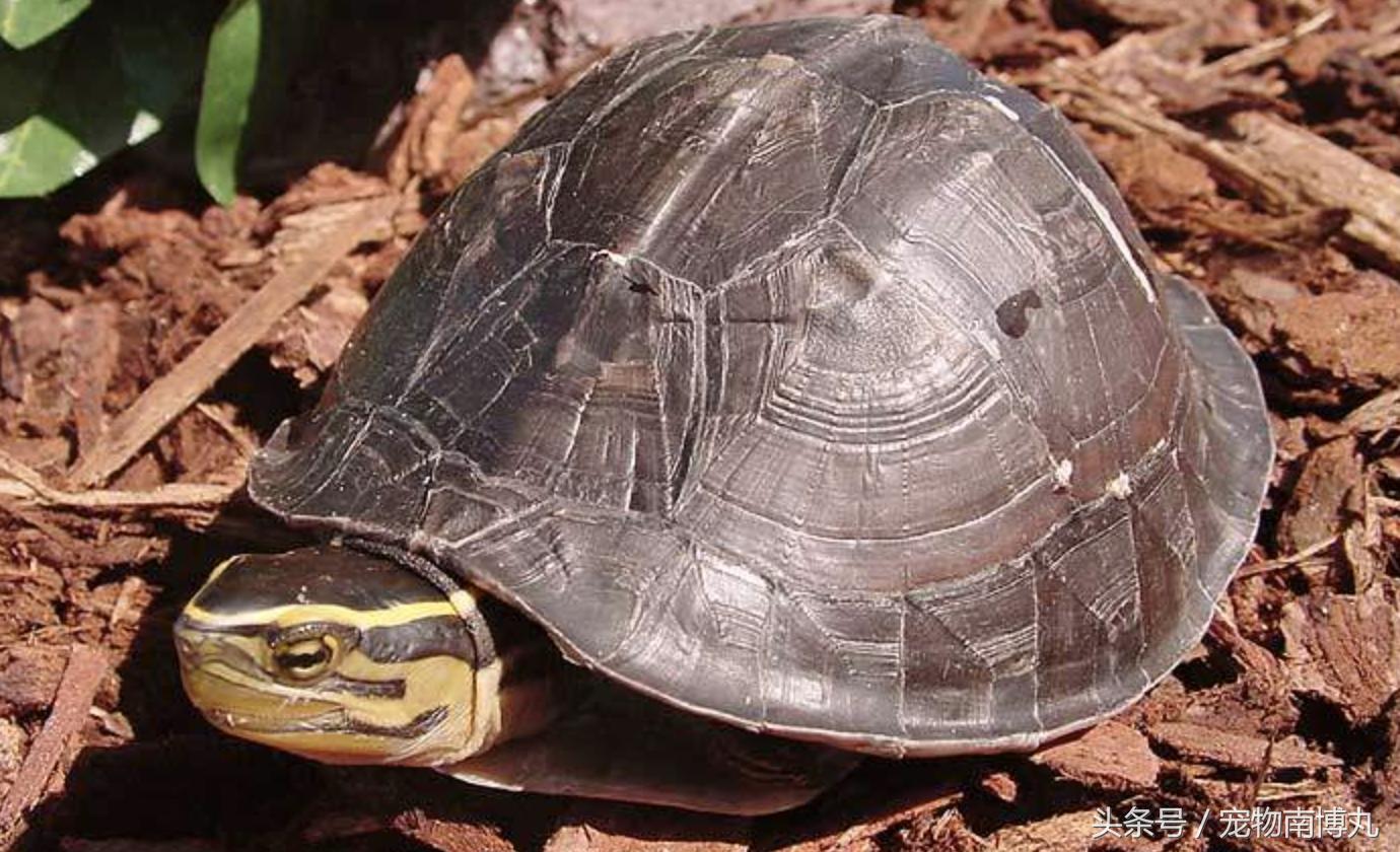 安布闭壳龟容易腐皮吗,安布闭壳龟在龟圈里面是什么段位