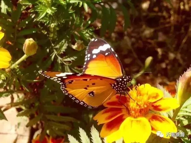 山东沂南秋日花海醉游人,沂南周边看梨花景点