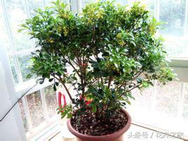 教你快速识别常见易混淆的花卉,教你辨别多种春季常见花