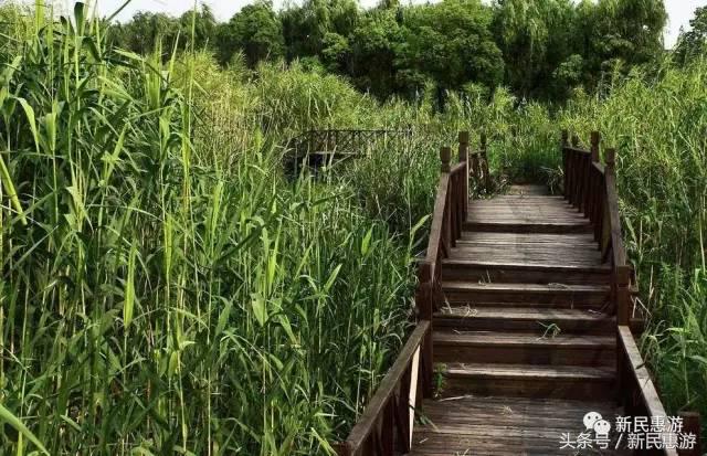 沙家浜，竹林幽径渔翁垂钓芦荡涛声