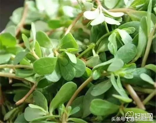 一味中药解除湿疹,湿疹千万不要慌可以用这几个方法