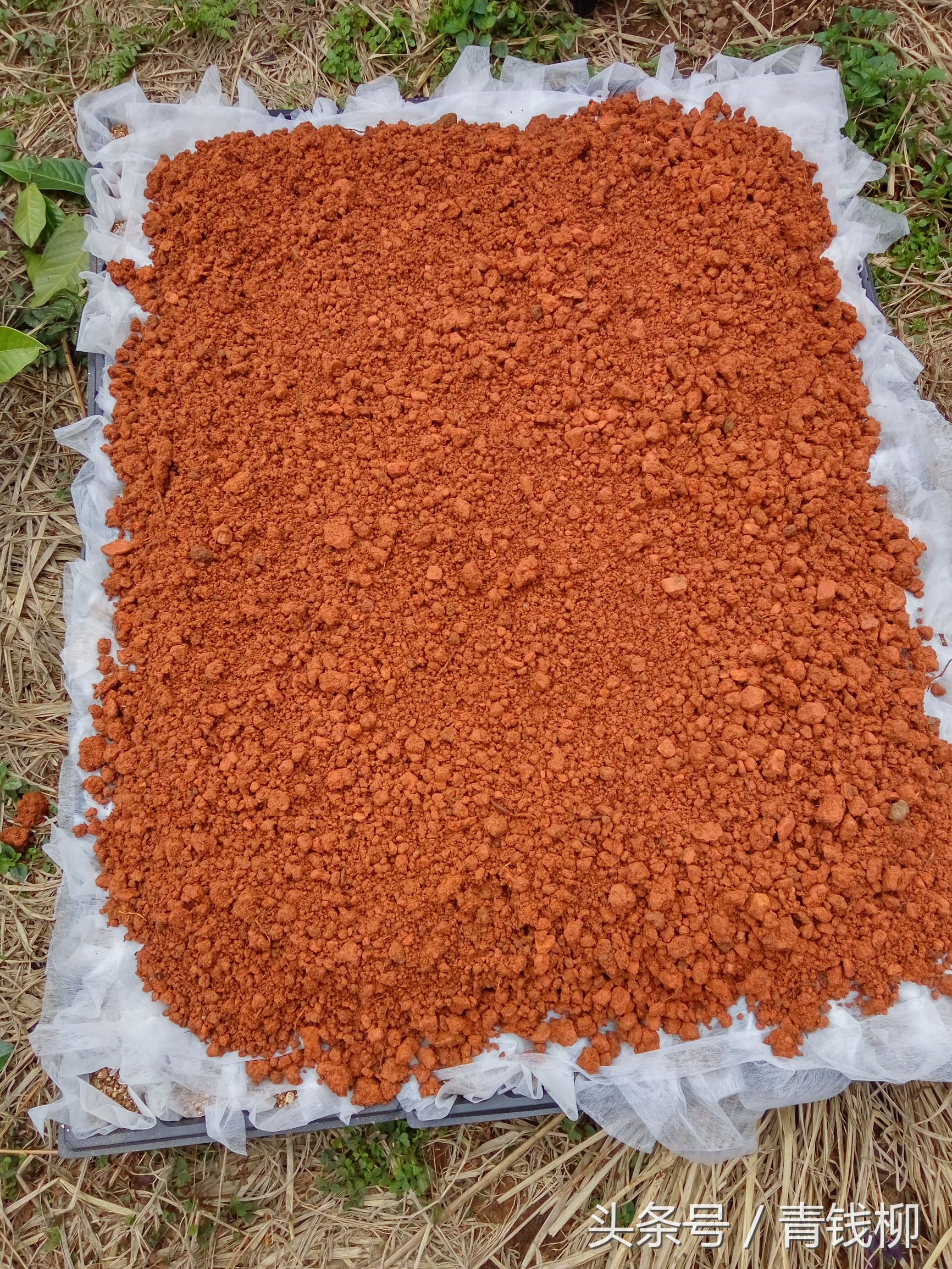 金花茶树苗扦插方法,金花茶嫁接与扦插哪个好