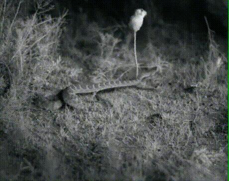 一根香蕉能做什么饮料,一根香蕉可以做什么饮料