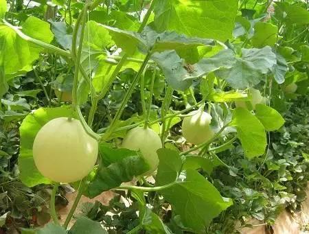 叶面肥的10大优点,史上最全叶面肥知识汇总强烈推荐