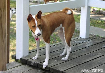 哈士奇狗狗品种及价格图片大全,有哪些小泰迪狗狗品种好