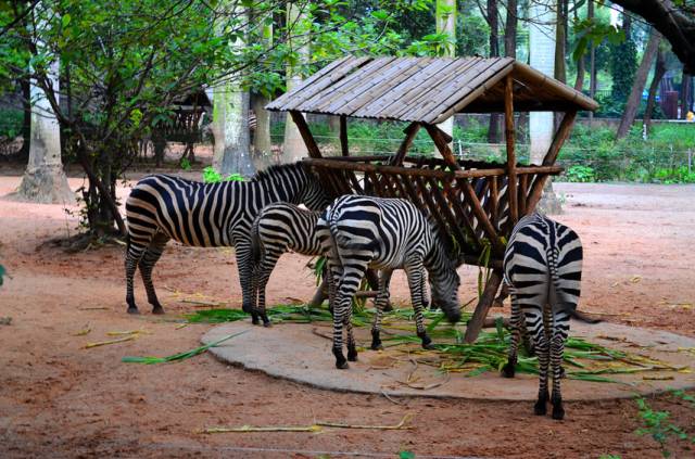 广州清明节假期旅游攻略路线推荐,清明节旅游推荐广州