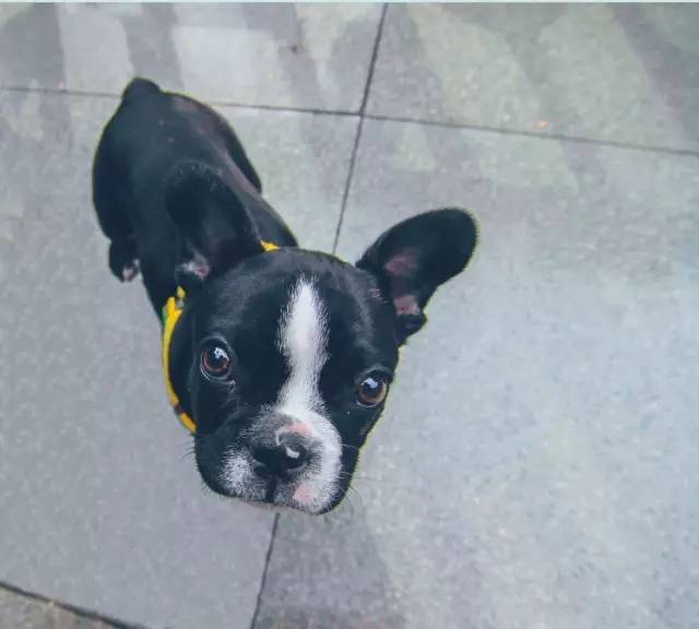 鎴愰兘钂告苯闈掑勾鏃呰垗,钂告苯鏃呰垗璞嗙摚