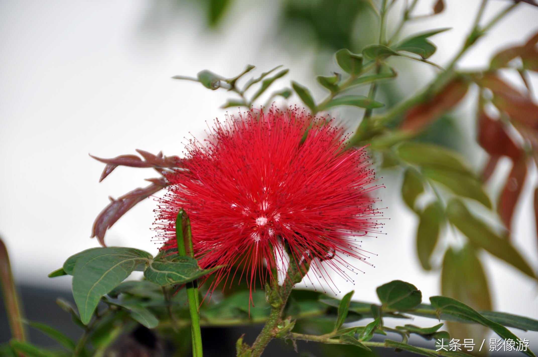深圳观澜版画村地址,深圳清明踏青线路推荐