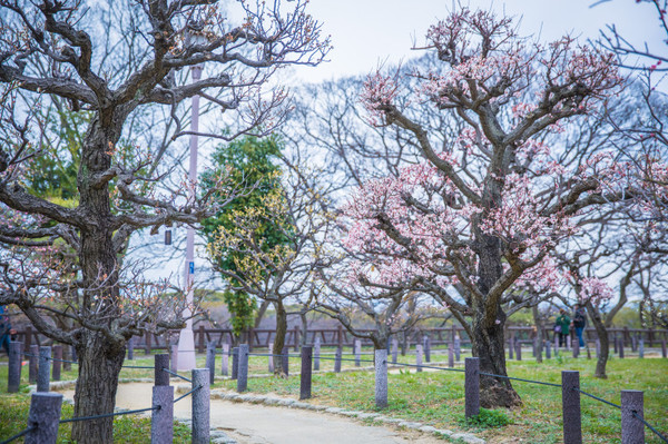 樱花烂漫几多时完整版,日本樱花节赏樱攻略视频大全