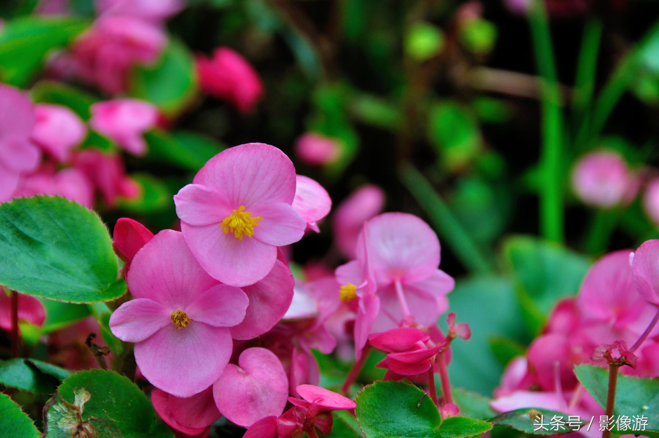 深圳观澜版画村地址,深圳清明踏青线路推荐