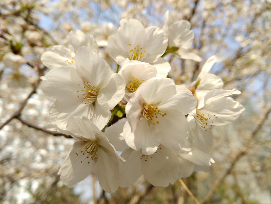 中兴双摄手机blade,中兴bladev8评测视频