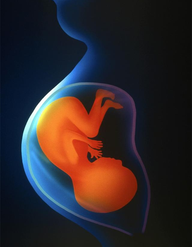 孕妇必知的胎儿每月发育日程,孕期1月到10月胎儿发育全过程