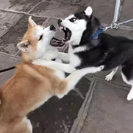 哈士奇vs秋田犬,哈士奇对战博美