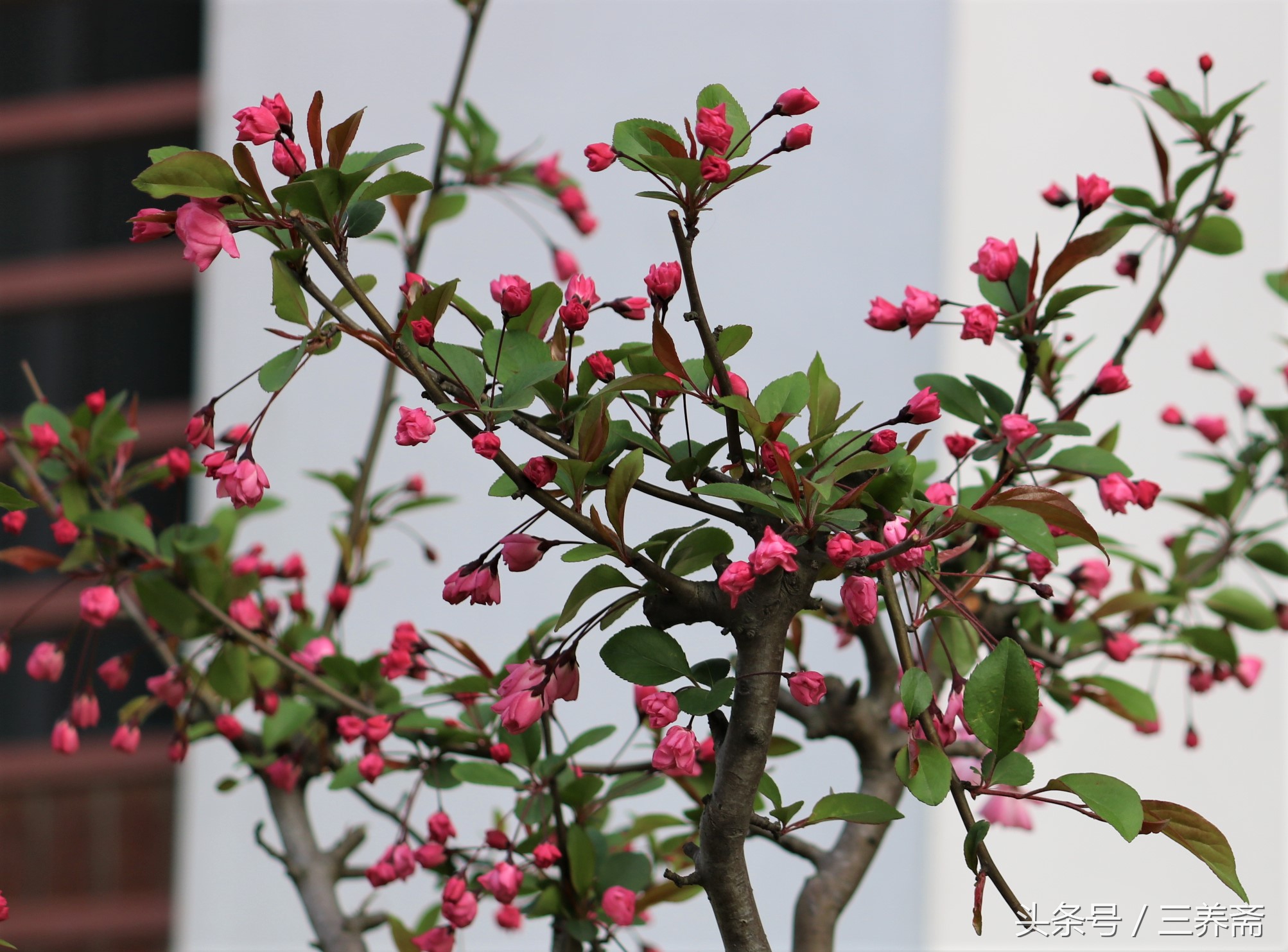 鏄嗗北涓鏍″洯椋庢櫙,鏄嗗北涓鏍″洯鏅壊