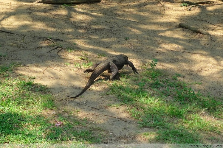 没有电没有通讯的孤独小岛生态奇好，巨大的蜥蜴自在游玩不怕人