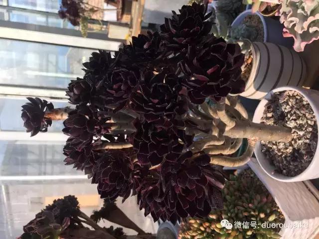 多肉为什么比较坑,多肉基础知识详解