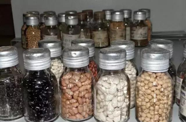 种子种菜阳台教程,阳台种菜种子做法视频教程