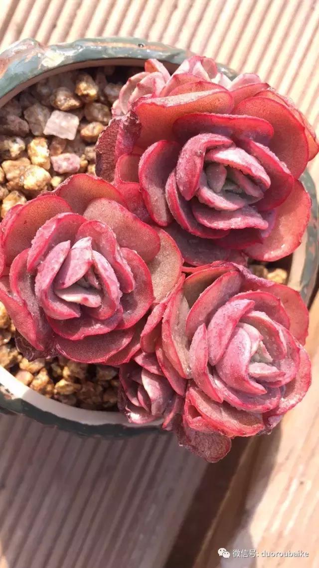 多肉为什么比较坑,多肉基础知识详解