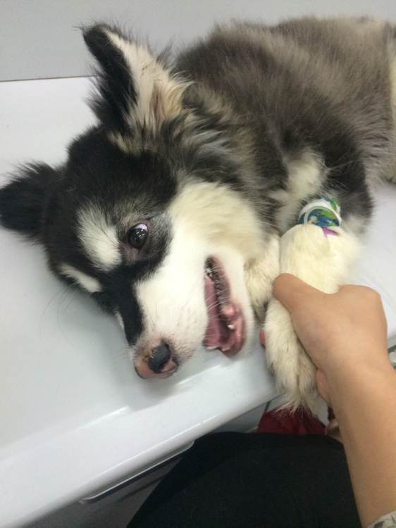 晚上捡到一只阿拉斯加,女子捡到阿拉斯加犬急寻主人