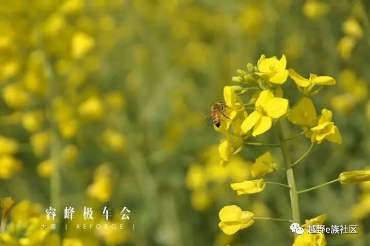 越野自驾游视频牧马人,牧马人越野车自驾游