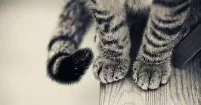 这么可爱的白手套，我能抱着摸一年！