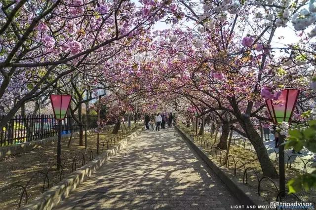 正逢樱花烂漫,何必远行带上这份攻略带你去赏樱