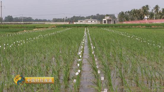 买到假五常大米怎么办,市场上常见的假冒五常大米