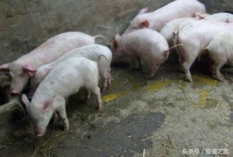 春季腹泻是诺如病毒吗,春季儿童呕吐腹泻